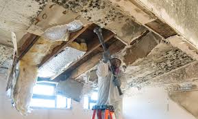 Best Commercial Mold Inspection  in Atwood, KS